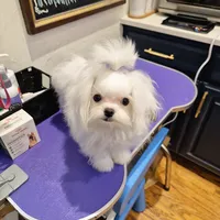 AKC Korean Teacup Boy, a male Maltese for sale in Dallas, TX – Photo 2 of 8