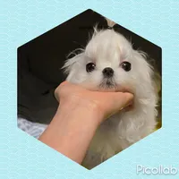 AKC Korean Teacup Boy, a male Maltese for sale in Dallas, TX – Photo 7 of 8