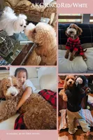 AKC small moyen Pink girl, a female Poodle - Standard  for sale in Dallas, TX – Photo 6 of 6