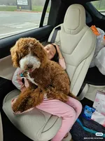 AKC small moyen Pink girl, a female Poodle - Standard  for sale in Dallas, TX – Photo 4 of 6