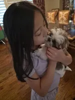 Imperial Nori Girl, a female Shih Tzu for sale in Frisco, TX – 5 of 7