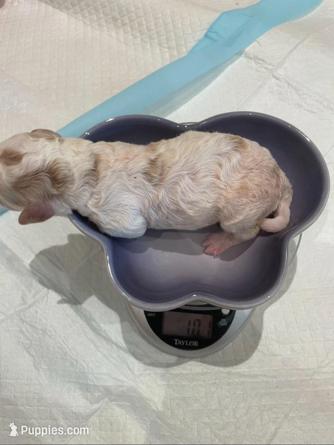 AKC small moyen purple girl, a female Poodle - Standard  for sale in Dallas, TX – Photo 2 of 5