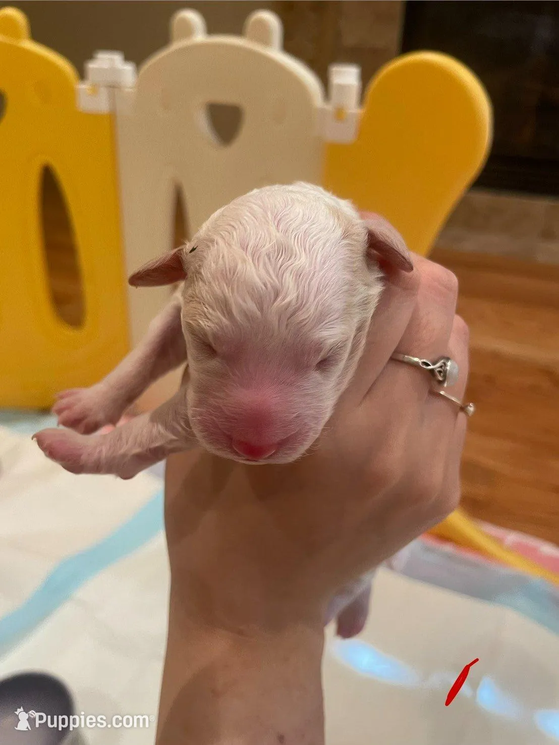 AKC small moyen Pink girl – Poodle - Standard  puppy for sale in Dallas, TX