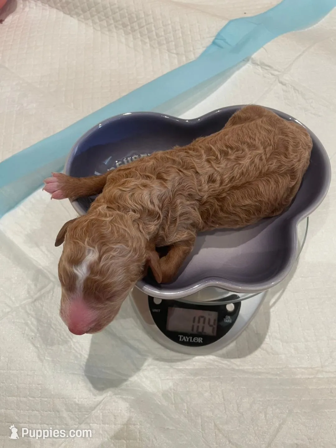 AKC small moyen yellow girl, a female Poodle - Standard  for sale in Dallas, TX – Photo 2 of 5