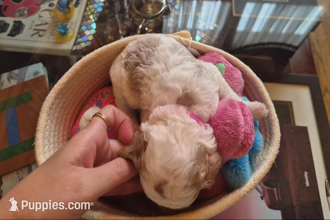 AKC small moyen magenta girl, a female Poodle - Miniature  for sale in Dallas, TX – Photo 2 of 8