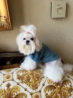 Korean AKC Full Kanzo, a male Maltese for sale in Frisco, TX – 3 of 4