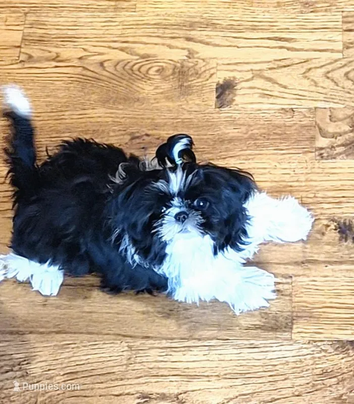 Imperial Ponyo – Shih Tzu puppy for sale in Frisco, TX