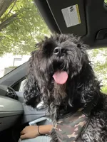 Cooper, a male Poodle - Miniature  for sale in Bowie, MD – 4 of 5