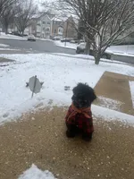 Cooper, a male Poodle - Miniature  for sale in Bowie, MD – 5 of 5