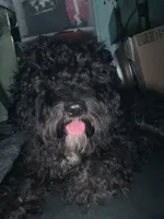 Cooper, a male Poodle - Miniature  for sale in Bowie, MD – 2 of 5