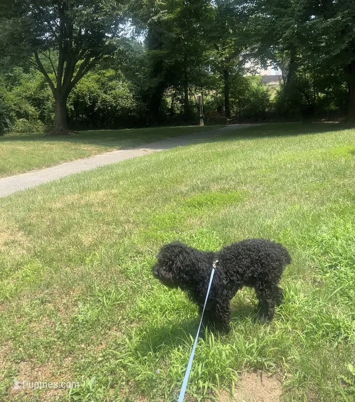 Cooper – Poodle - Miniature  puppy for sale in Bowie, MD