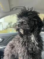 Cooper, a male Poodle - Miniature  for sale in Bowie, MD – 3 of 5