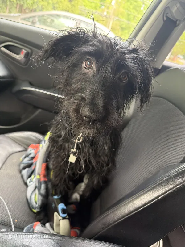 Milo – German Long-haired Pointer, German Shepherd Dog puppy for sale in Winston-Salem, NC