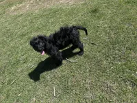 Milo, a male German Long-haired Pointer and German Shepherd Dog for sale in Winston-Salem, NC – Photo 2 of 2