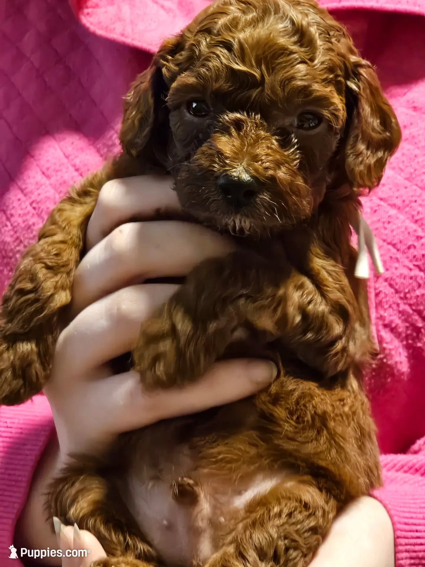 Sultan, a male Poodle - Toy  for sale in Madisonville, LA – 2 of 5