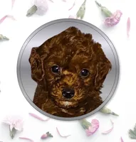 Sultan, a male Poodle - Toy  for sale in Madisonville, LA – 1 of 5