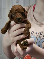 Sultan, a male Poodle - Toy  for sale in Madisonville, LA – 4 of 5