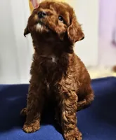 Sultan, a male Poodle - Toy  for sale in Madisonville, LA – 5 of 5