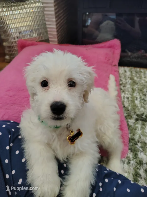 Maltipoo mix  – Australian Cattle Dog, Maltipoo puppy for sale in Lafayette, CO