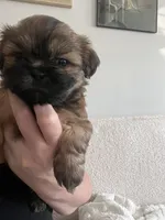 Monica, a female Shih Tzu for sale in Summerville, SC – 2 of 2