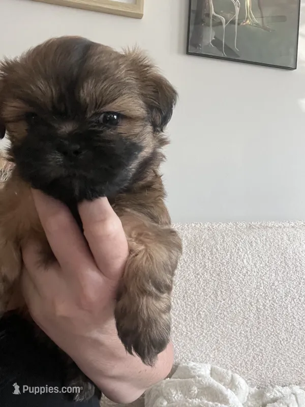 Monica – Shih Tzu puppy for sale in Summerville, SC