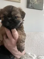 Monica, a female Shih Tzu for sale in Summerville, SC – 1 of 2