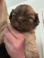Richie, a male Shih Tzu for sale in Summerville, SC – 1 of 2
