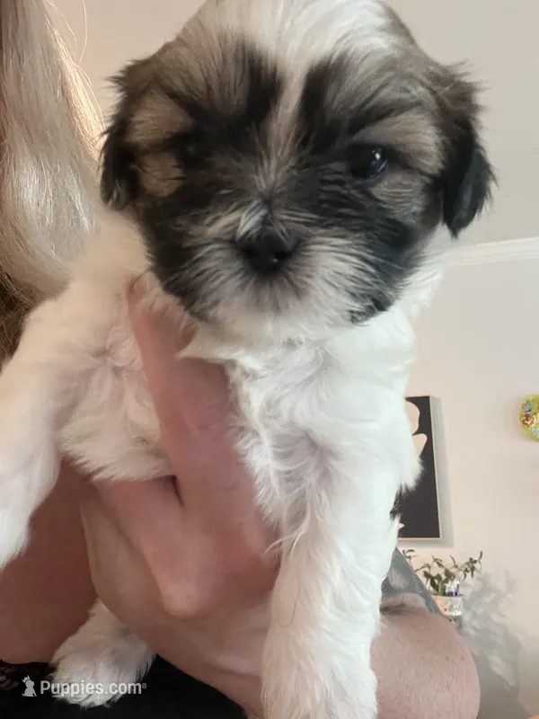 Jewel – Shih Tzu puppy for sale in Summerville, SC