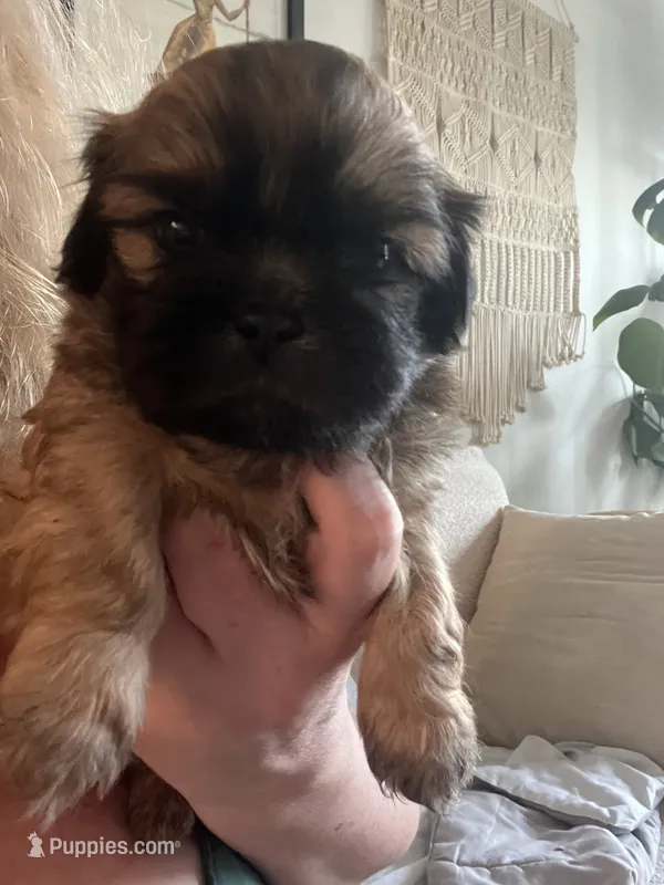 Elliot – Shih Tzu puppy for sale in Summerville, SC