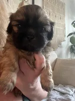 Elliot, a male Shih Tzu for sale in Summerville, SC – 1 of 2