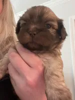 Richie, a male Shih Tzu for sale in Summerville, SC – 2 of 2