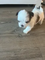 Tinkerbell , a female Shih Tzu for sale in Summerville, SC – 4 of 4