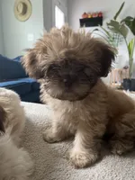 Richie, a male Shih Tzu for sale in Summerville, SC – 6 of 6