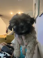 Snickers, a male Shih Tzu for sale in Summerville, SC – 2 of 2
