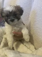 Jewel, a female Shih Tzu for sale in Summerville, SC – 4 of 6