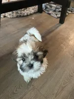 Jewel, a female Shih Tzu for sale in Summerville, SC – 5 of 6