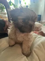 Richie, a male Shih Tzu for sale in Summerville, SC – 4 of 6