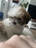 Jewel, a female Shih Tzu for sale in Summerville, SC – 6 of 6