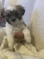Jewel, a female Shih Tzu for sale in Summerville, SC – 3 of 6
