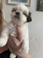 Tinkerbell , a female Shih Tzu for sale in Summerville, SC – 3 of 4