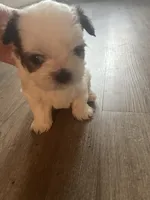 Tinkerbell , a female Shih Tzu for sale in Summerville, SC – 2 of 4