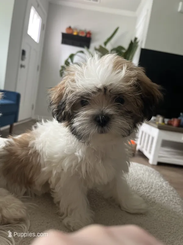 Jewel – Shih Tzu puppy for sale in Summerville, SC