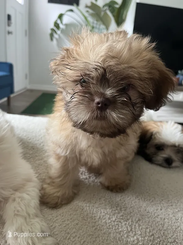 Richie – Shih Tzu puppy for sale in Summerville, SC