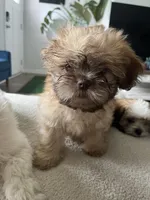 Richie, a male Shih Tzu for sale in Summerville, SC – 1 of 6