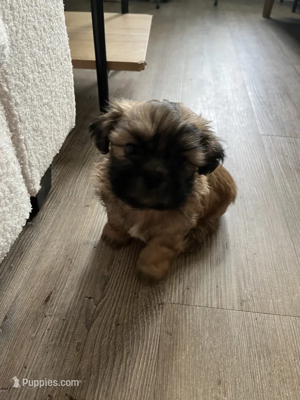Snickers – Shih Tzu puppy for sale in Summerville, SC