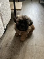 Snickers, a male Shih Tzu for sale in Summerville, SC – 1 of 2