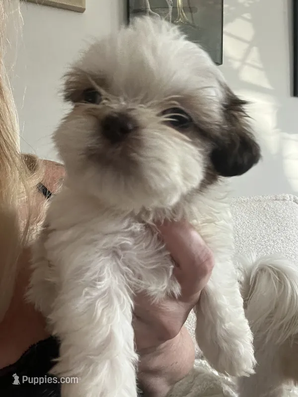 Tinkerbell  – Shih Tzu puppy for sale in Summerville, SC