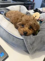 Finn, a male Poodle - Toy  for sale in Dallas, TX – Photo 3 of 4