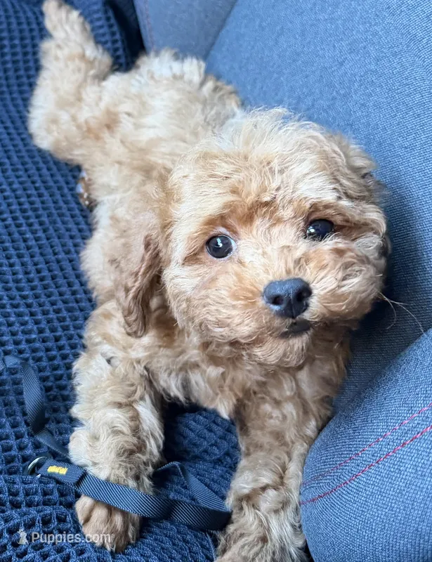 Finn – Poodle - Toy  puppy for sale in Dallas, TX