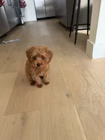 Finn, a male Poodle - Toy  for sale in Dallas, TX – Photo 4 of 4